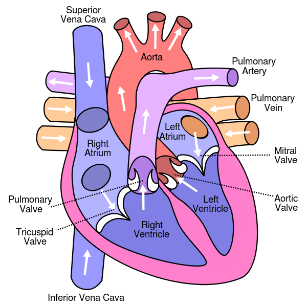 Circulatory System - 11 Human Body Systems