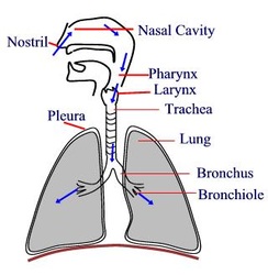 Respiratory System - 11 Human Body Systems