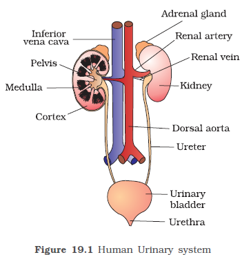 Excretory System - 11 Human Body Systems